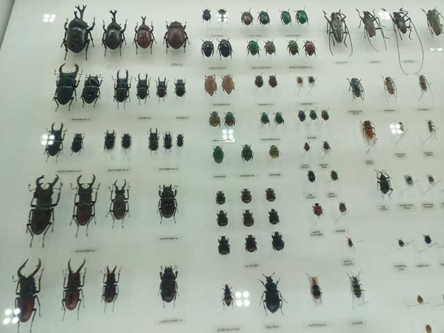 高尾山と599「昆虫標本」