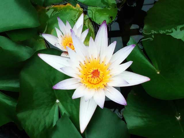 熱川バナナワニ園へ行く「蓮の花」
